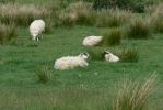 PICTURES/Scotland  Critters/t_P1300977.JPG